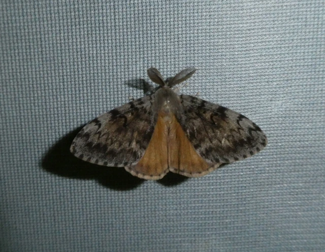 Lymantria dispar - gyapjaslepke