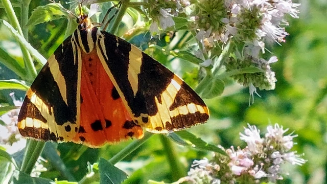 Euplagia quadripunctaria - csíkos medvelepke