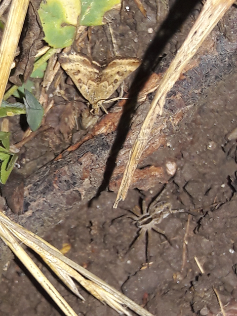 Lycosidae - farkaspókok