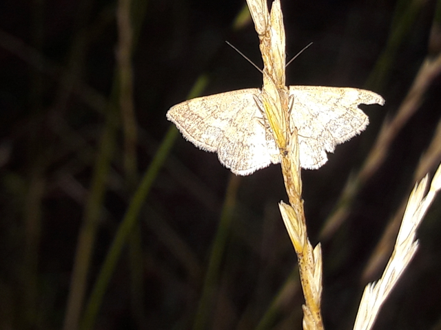 Scopula rubiginata - réti pirosaraszoló