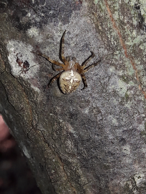 Araneus diadematus - koronás keresztespók