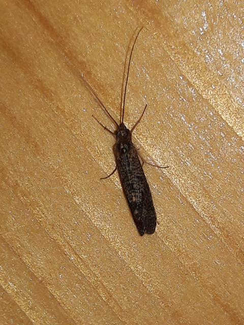 Trichoptera - Tegzesek