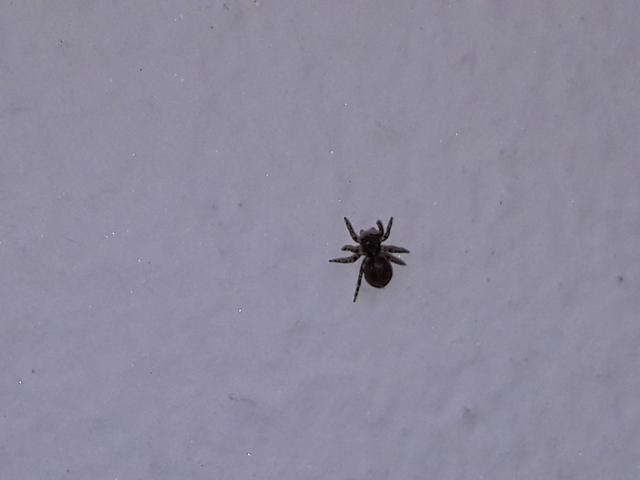 Salticidae - ugrópókok