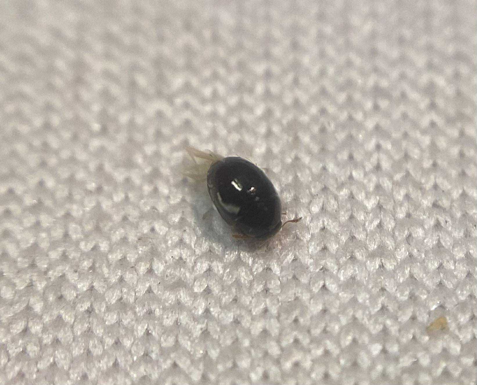 Olibrus affinis