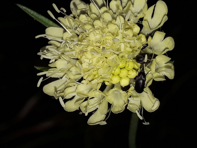 Mordellidae - marókafélék