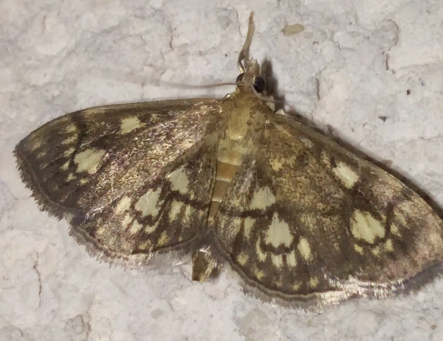 Anania stachydalis - mocsári dudvamoly