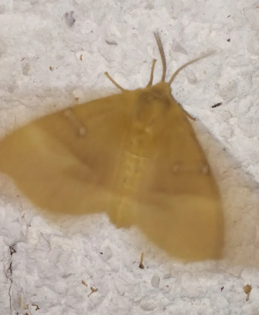 Lasiocampa quercus - tölgyfaszövő