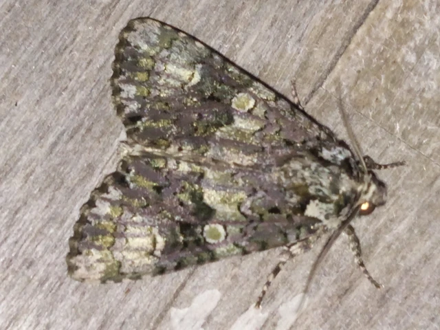 Craniophora ligustri - fagyalbagoly