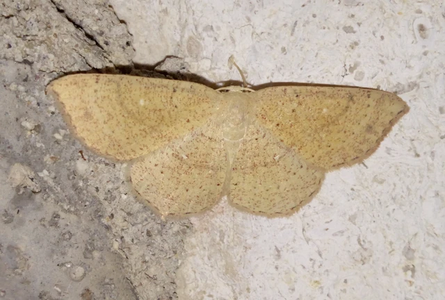 Cyclophora ruficiliaria - vörösrojtú pettyesaraszoló