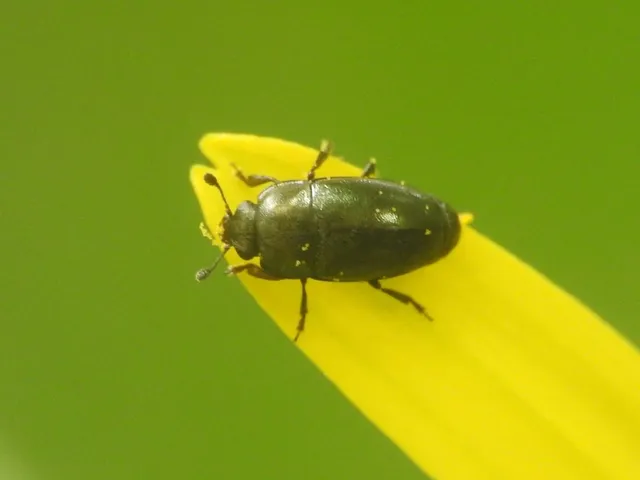 Nitidulidae - fénybogárfélék Nitidulidae - fénybogárfélék