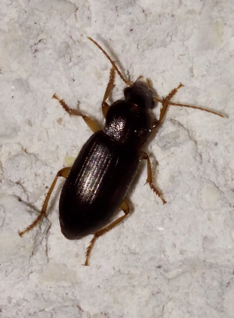 Ophonus puncticeps - mezei bársonyfutó