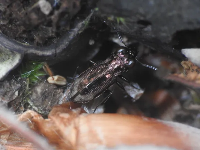 Notiophilus biguttatus - kétfoltos szemesfutó