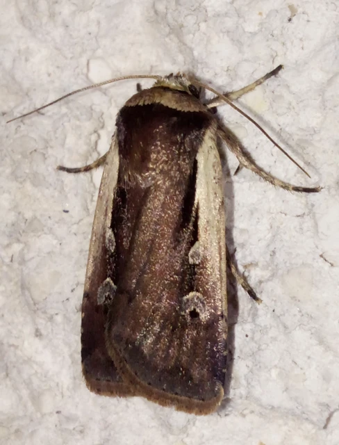 Ochropleura plecta - fehérszegélyű fűbagoly