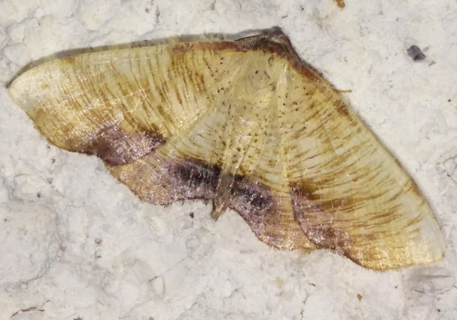 Plagodis dolabraria - baltaszárnyú araszoló