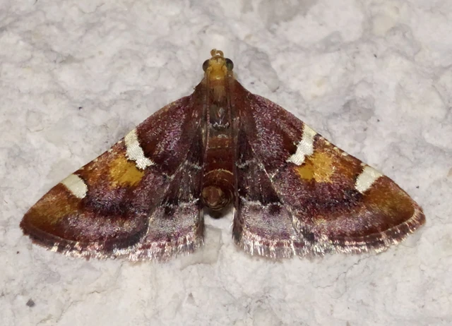 Pyralis regalis - pompás fényilonca