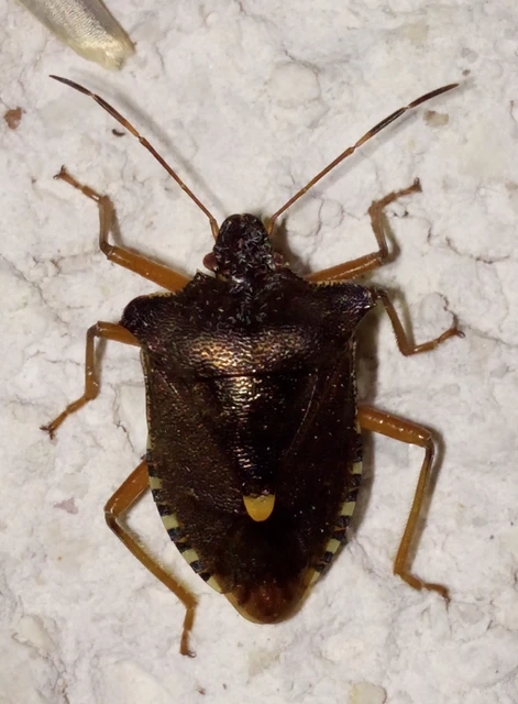 Pentatoma rufipes - vöröslábú címerespoloska Pentatoma rufipes - vöröslábú címerespoloska