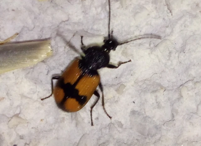 Panagaeus cruxmajor - nagy keresztesfutó