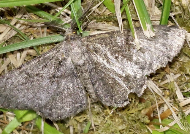 Hypomecis roboraria - nagy tölgyfaaraszoló