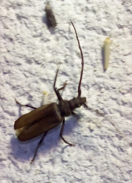 Aegosoma scabricorne - diófacincér