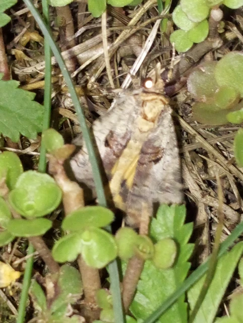 Epilecta linogrisea - karcsú sárgafűbagoly