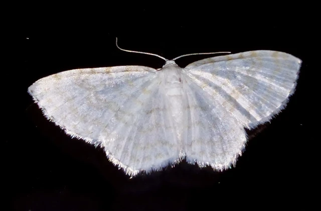 Asthena albulata - gyertyán-fehéraraszoló