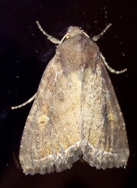 Lacanobia oleracea - saláta-kertibagoly Lacanobia oleracea - saláta-kertibagoly