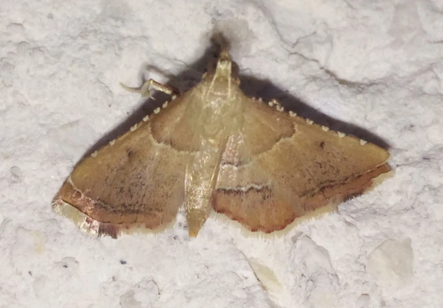 Endotricha flammealis - tüzesszárnyú fényilonca