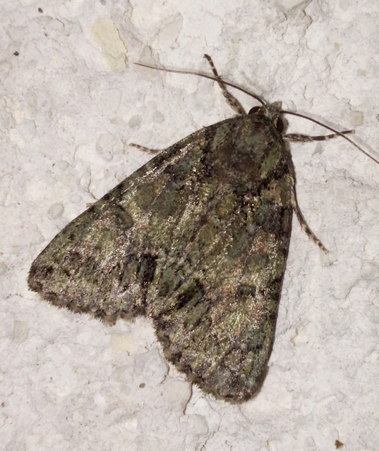 Polyphaenis sericata - selyemfényű erdeibagoly