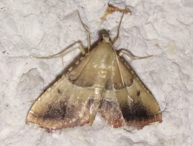 Endotricha flammealis - tüzesszárnyú fényilonca