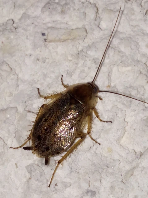 Blattodea - Csótányok