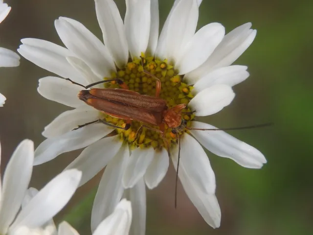 Oedemera podagrariae - székfű-álcincér