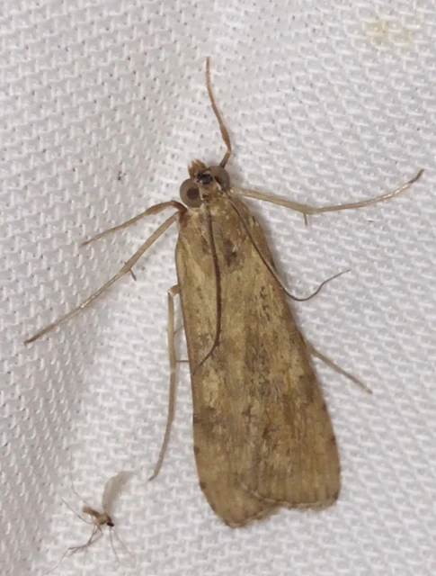 Nomophila noctuella - közönséges vándormoly