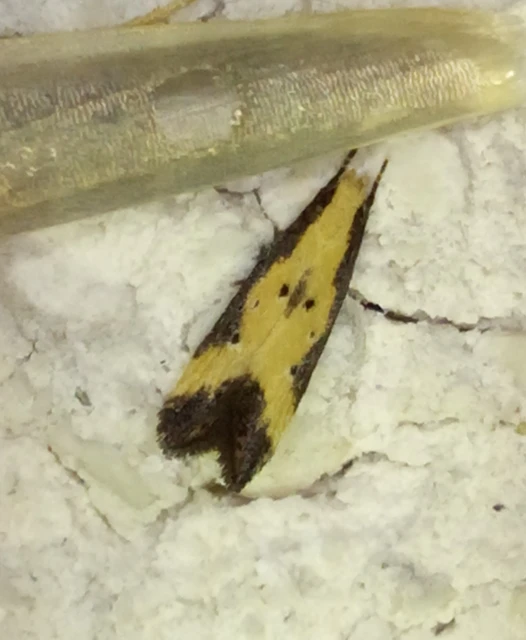 Brachmia dimidiella - citromkocsord-lápimoly