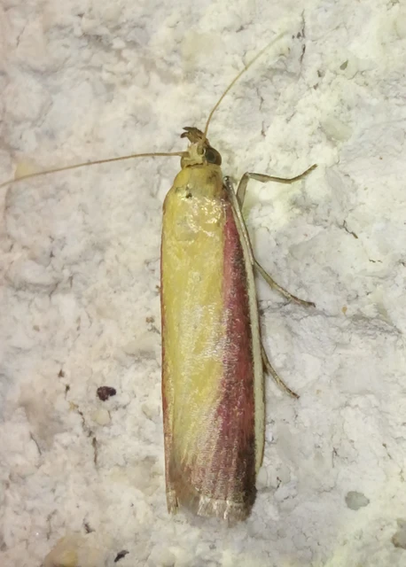 Oncocera semirubella - lucernamoly