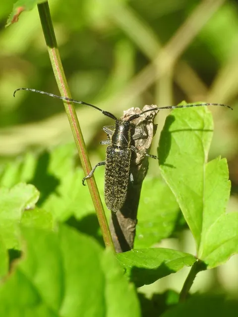 Agapanthia villosoviridescens - fehérgyűrűs bogáncscincér
