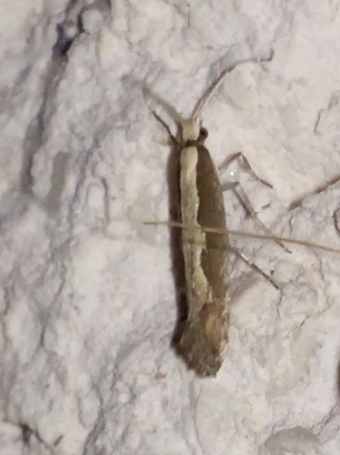 Plutella xylostella - káposztamoly