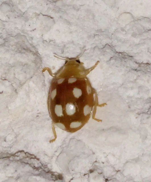 Vibidia duodecimguttata - tizenkétcseppes füsskata