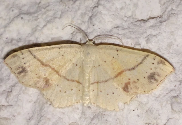Cyclophora punctaria - sávos pettyesaraszoló