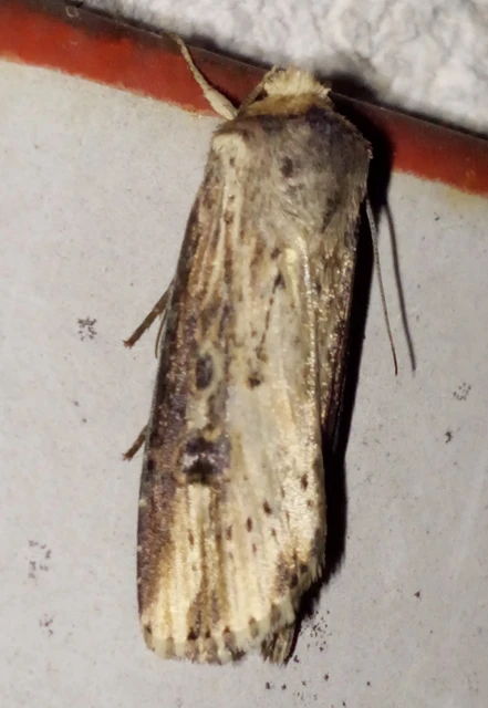 Axylia putris - vonalkás földibagoly