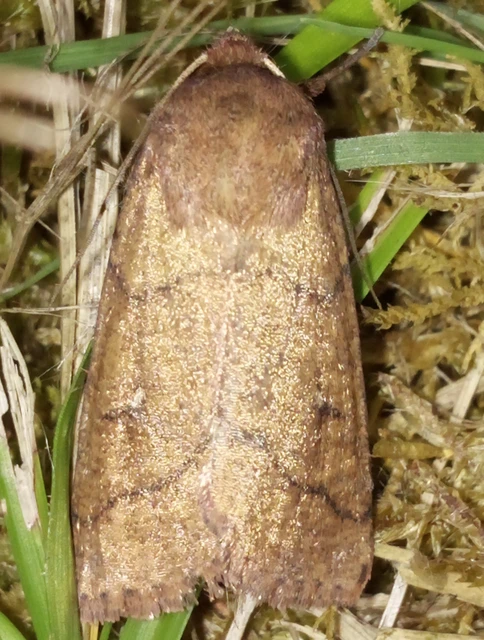Mythimna turca - félholdas rétibagoly
