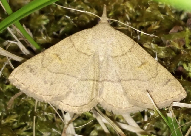 Paracolax tristalis - sárgás karcsúbagoly