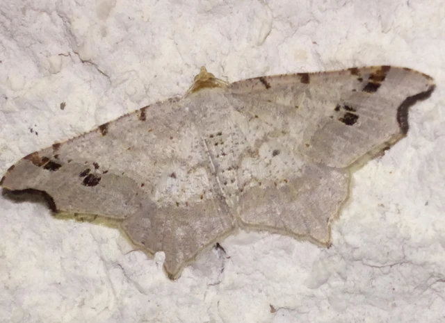 Macaria alternata - közönséges szürkearaszoló