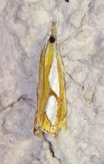 Catoptria pinella - ezüstös fűgyökérmoly