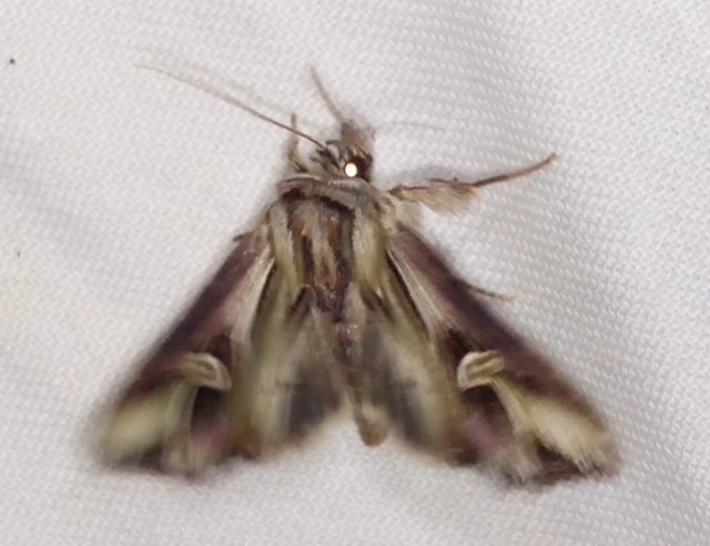 Actinotia polyodon - nagy sugarasbagoly