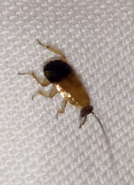 Blattodea - Csótányok