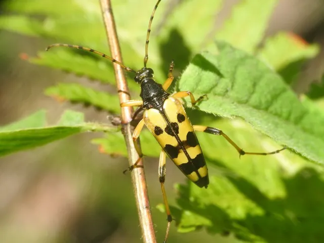Rutpela maculata - tarkacsápú karcsúcincér