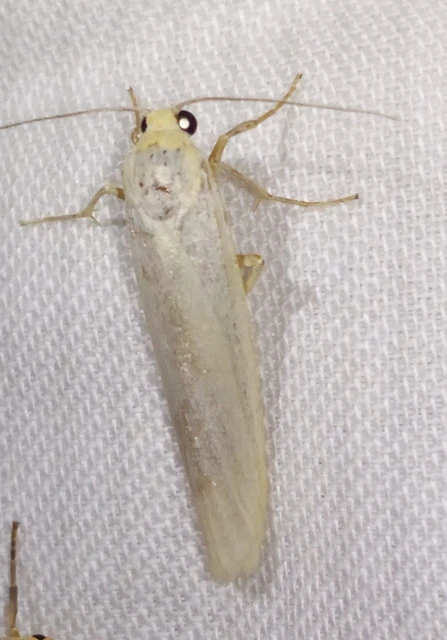 Eilema pseudocomplana - hamis zuzmószövő