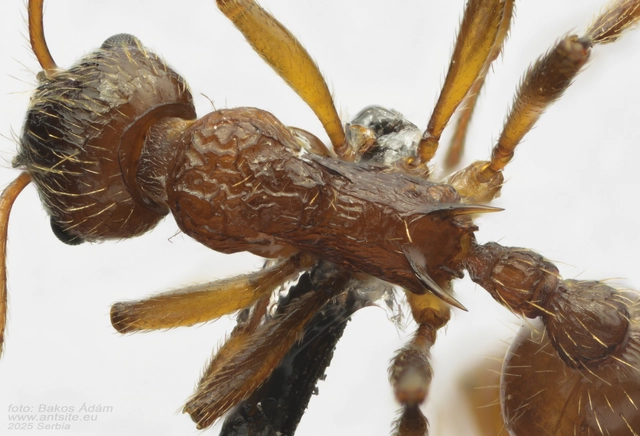 Myrmica ruginodis - erdei bütyköshangya