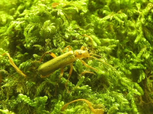 Metacantharis discoidea - fenyves-lágybogár