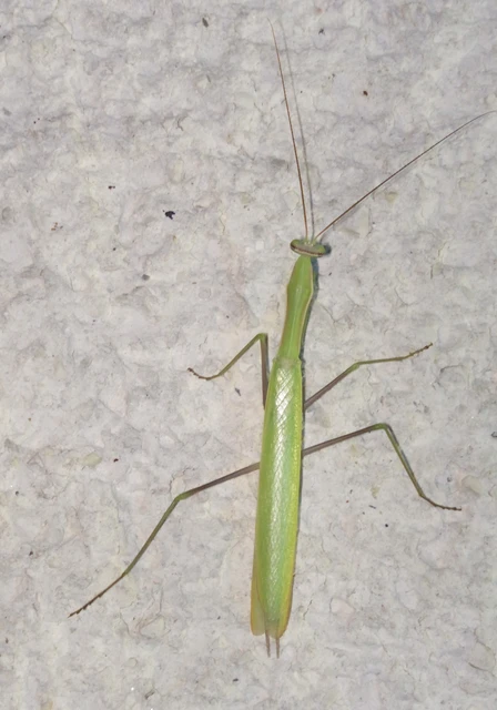 Mantis religiosa - imádkozósáska
